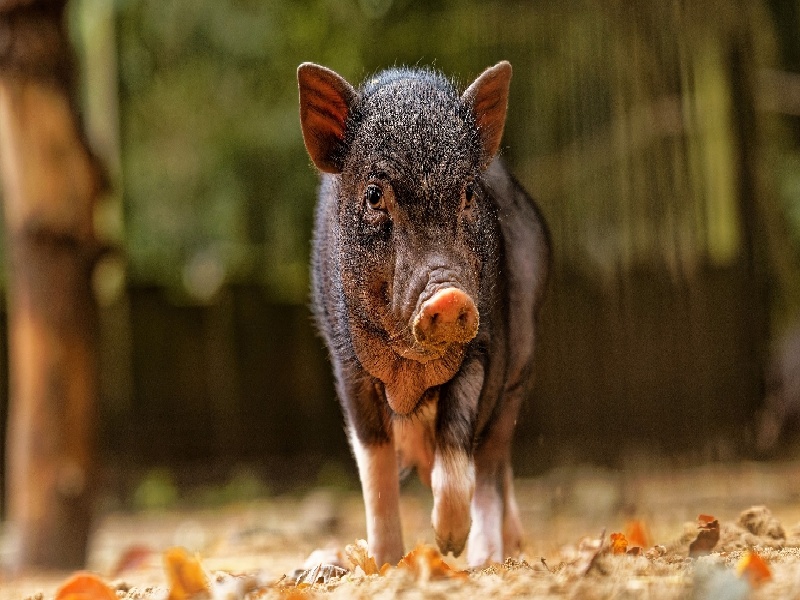 试管婴儿naomi试管每日食谱试管技术和宫外孕