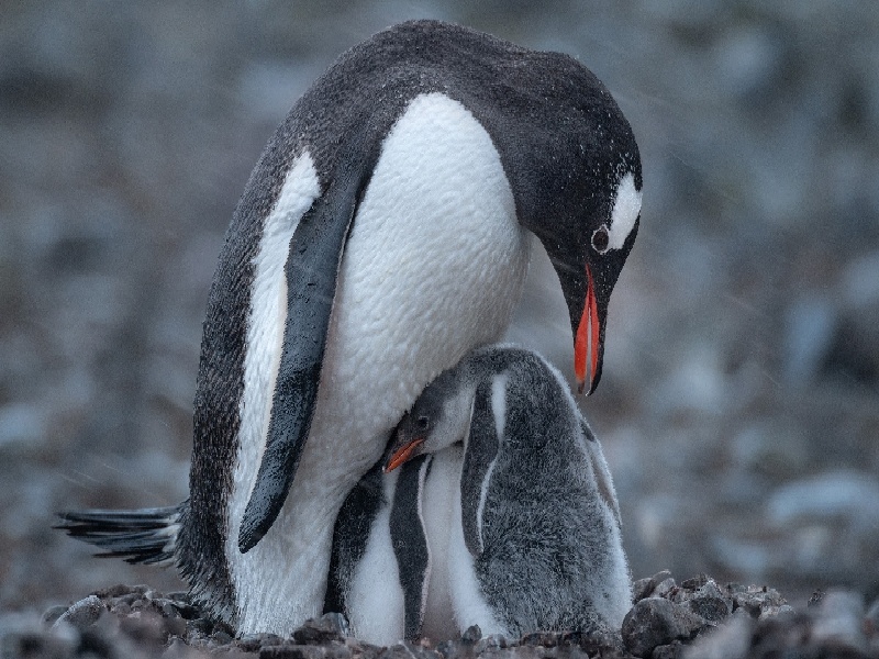 贵阳惜缘试管代生机构：怀二胎孕吐反应特大，和孕妇自身以及胎儿都有关